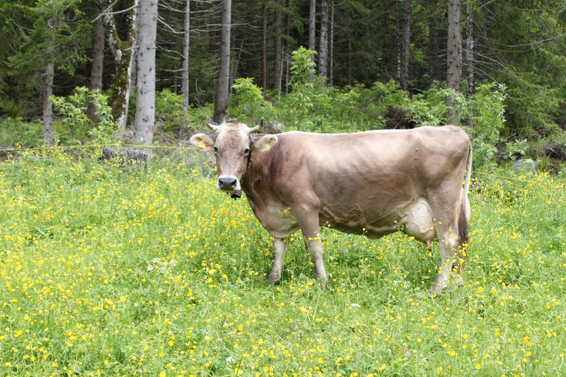Vache typique suisse, qui fait le chocolat ( avec les marmottes?) , Guttanen