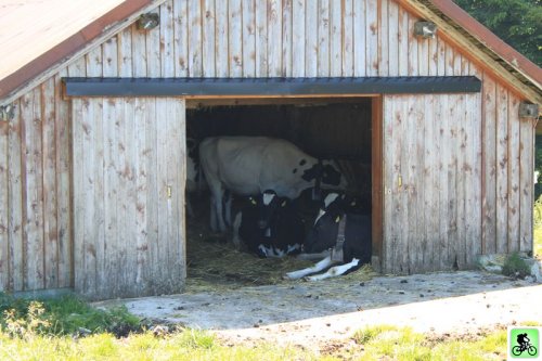 Vaches dans une grange